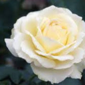 Meet your Posher, Alix